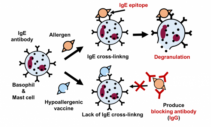 低アレルゲン化ワクチン作用機序-1024x618