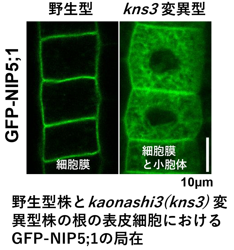 論文掲載241030