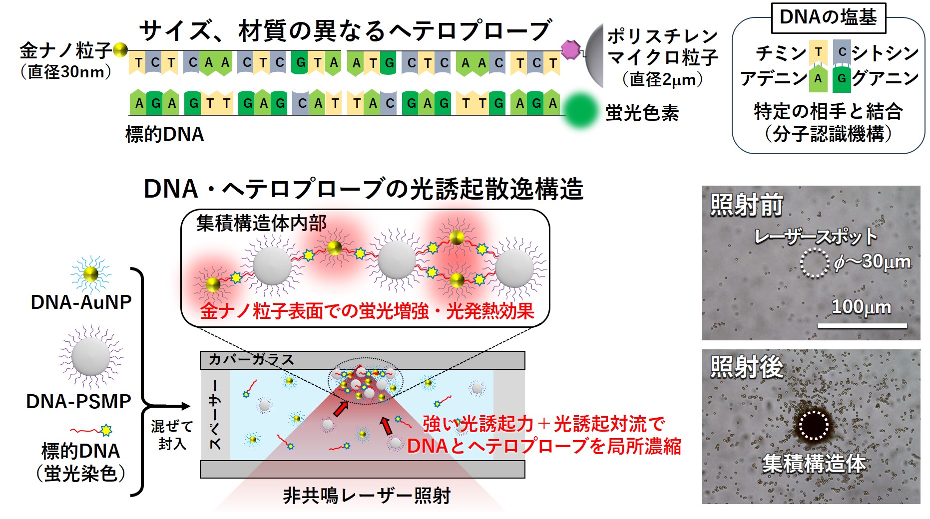 標的核酸分子をレーザー照射で濃縮 ～一滴の試料から1000兆分の1グラムの超微量DNAを5分で検出～