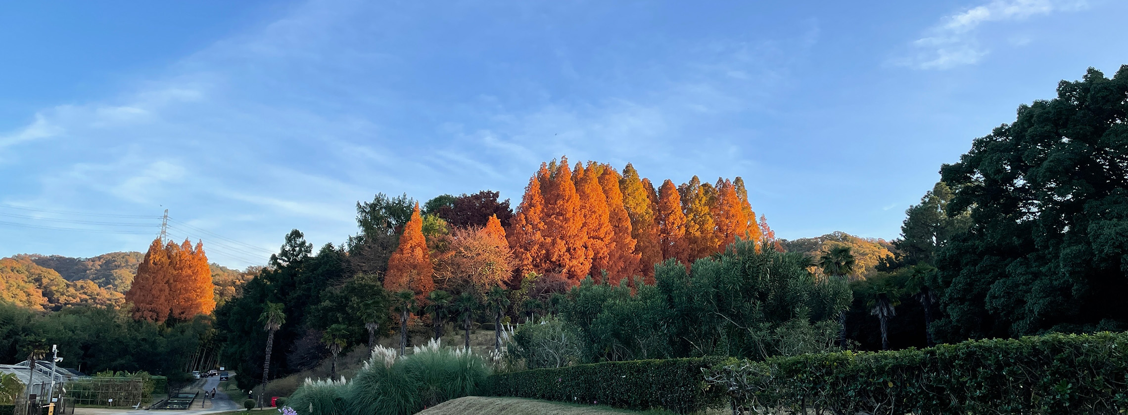 メタセコイア紅葉（遠景）