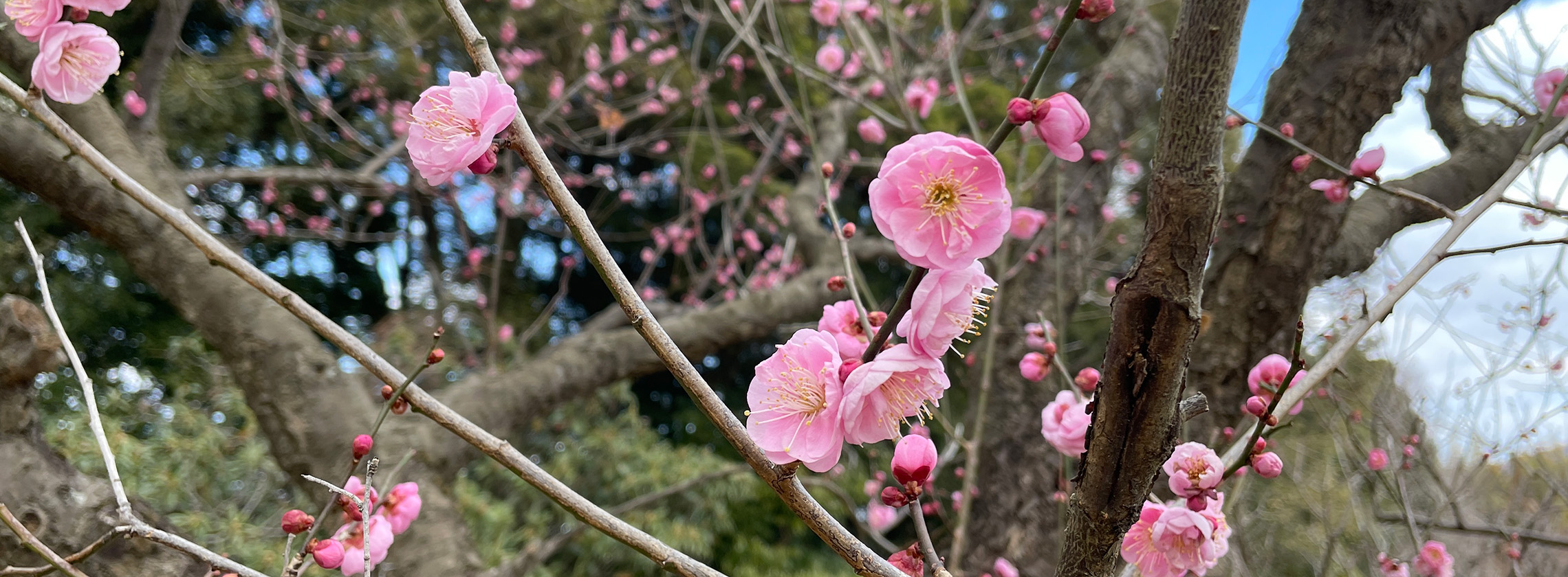 梅（内裏紅梅）