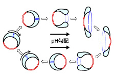 fig_wk12-80