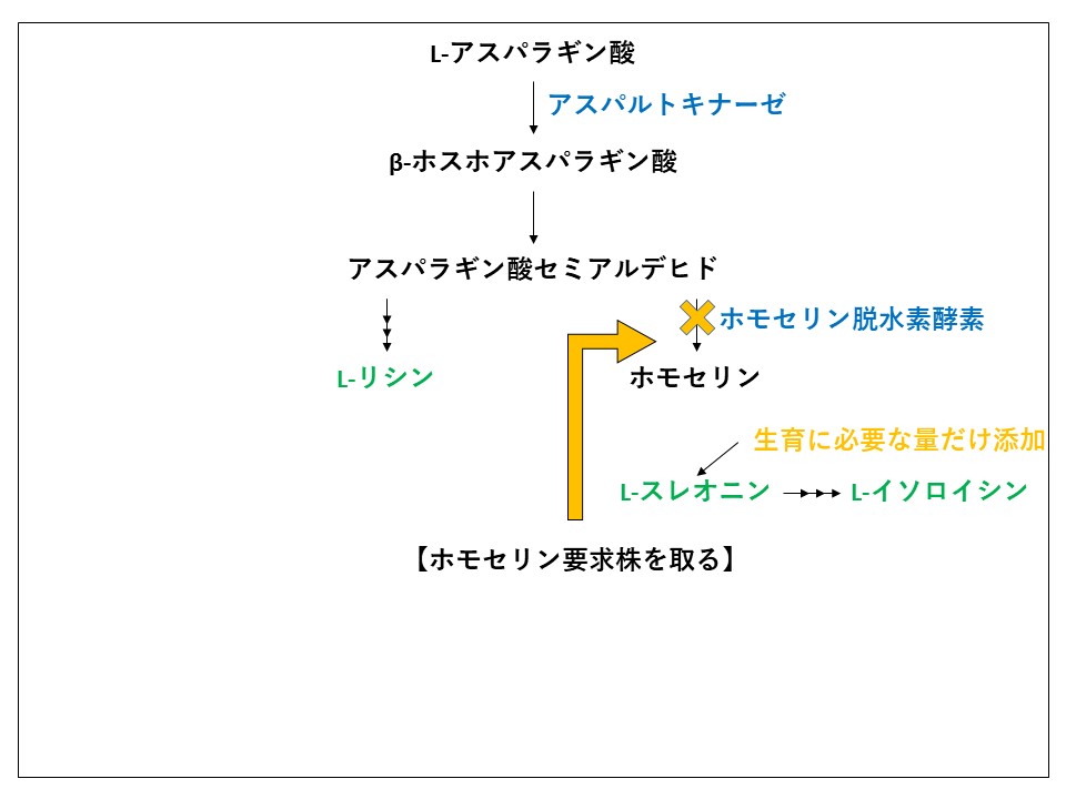 【資料】発酵生理学3