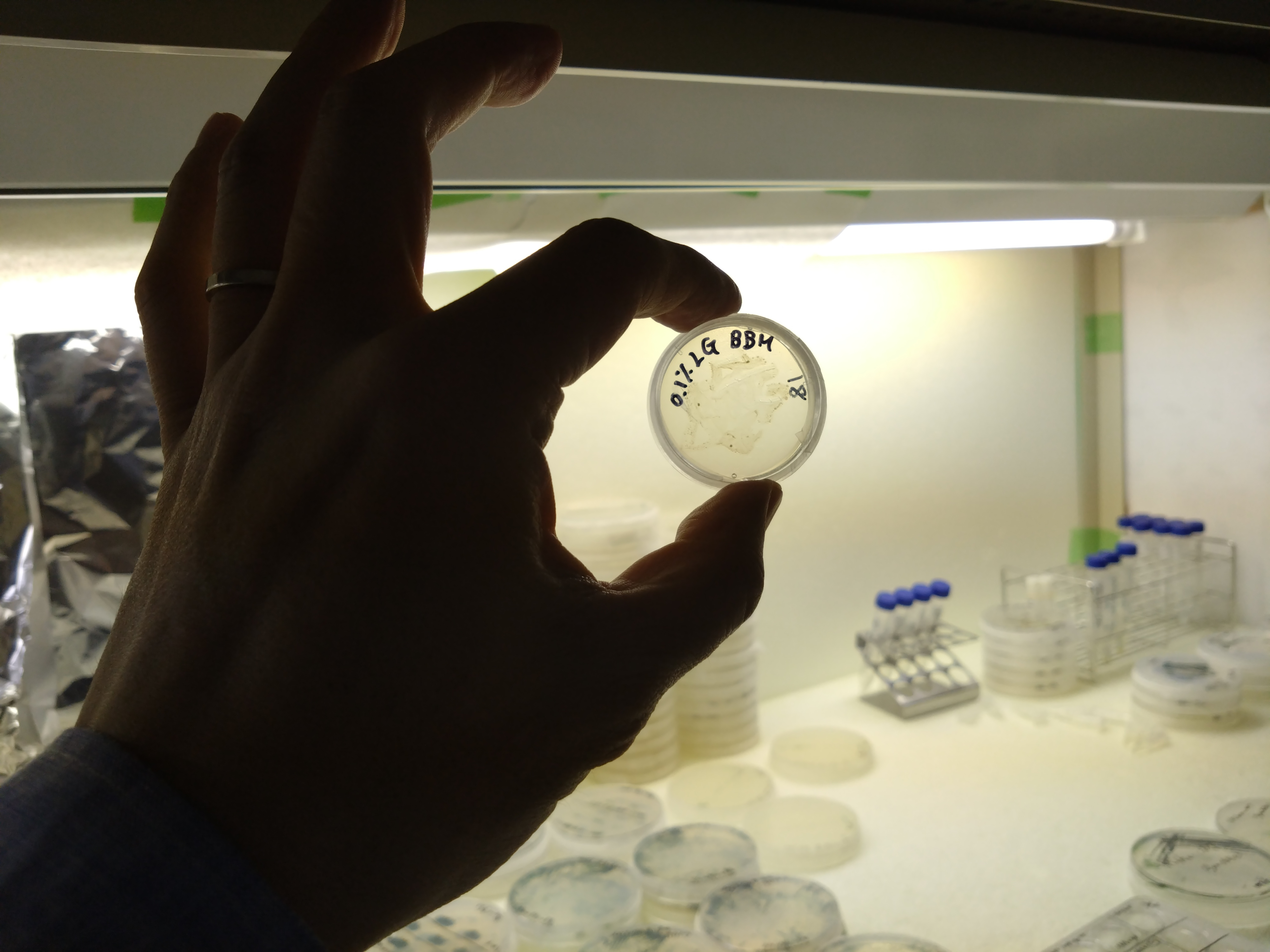 基礎生物学研究所