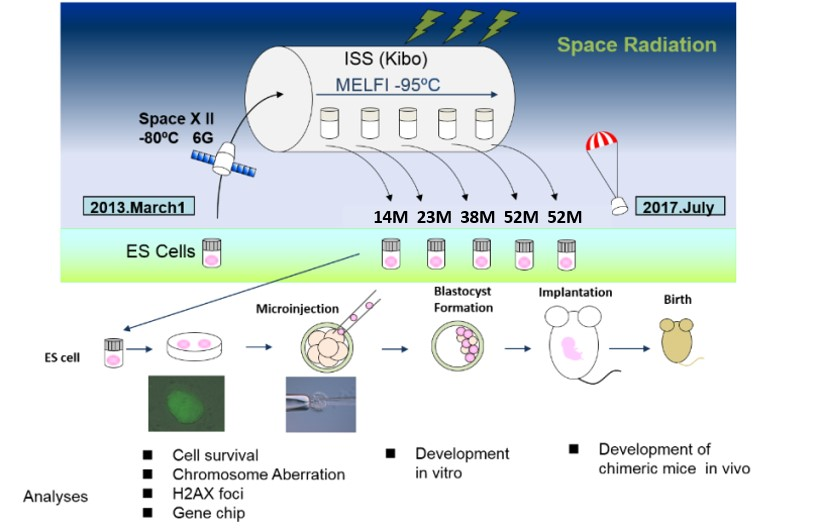 宇宙環境におけるマウスES細胞に及ぼす宇宙放射線の影響に関する研究