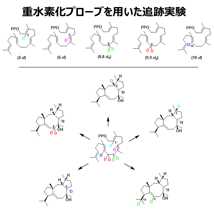 重水素化による反応機構追跡2