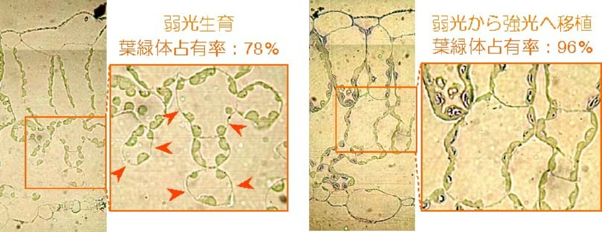 1CalbumLeafSection