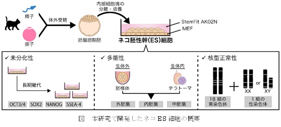 ネコES細胞