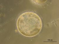 ネコ胚盤胞 